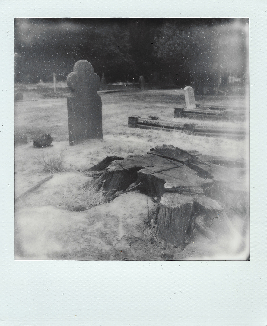 A grave behind a cut down tree.