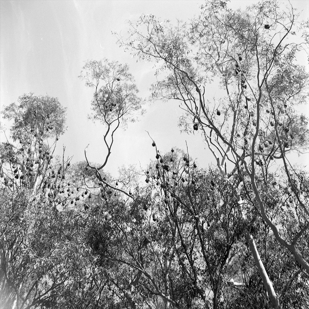 A bat colony far in the trees.