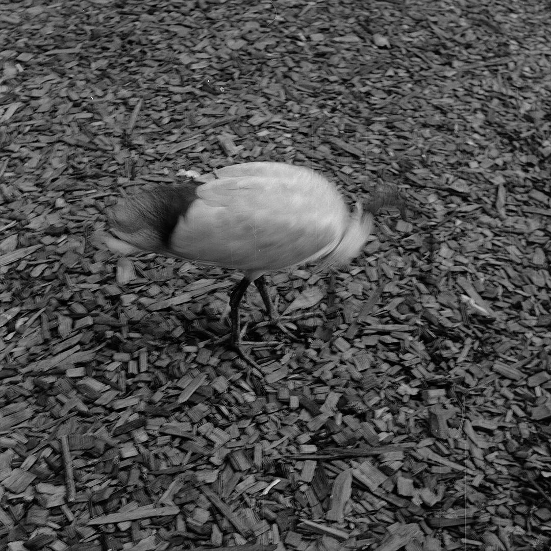 A blurry photo of an ibis.
