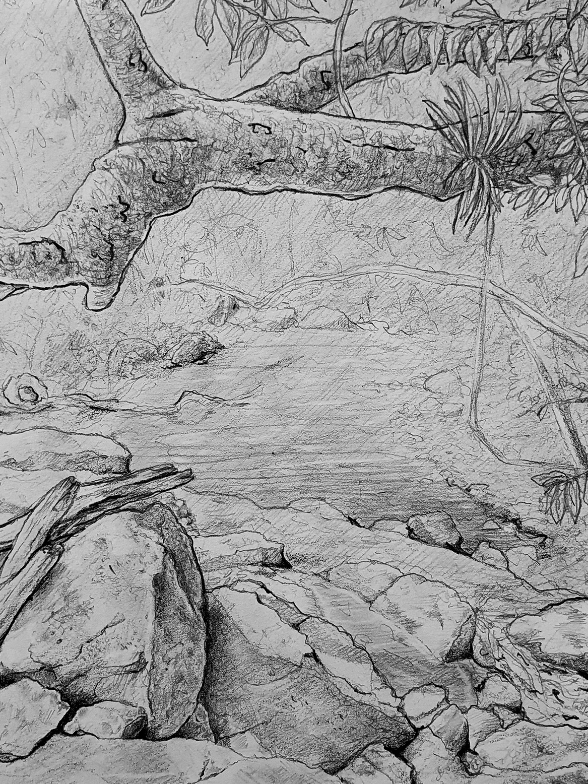 A creek amongst the rainforest.