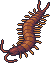 A centipede, a carnivorous myriapod with one leg per body segment and an adapted paor of legs for pincering prey.
